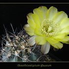 Acanthocalycium