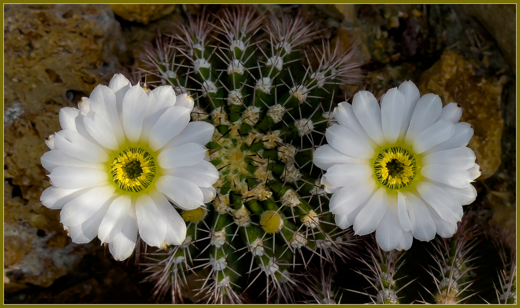 Acanthocalycium spiniflorum