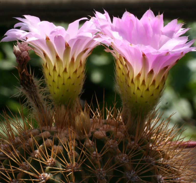 Acanthocalycium violaceum