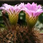 Acanthocalycium violaceum