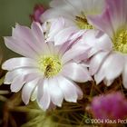 Acanthocalycium violaceum