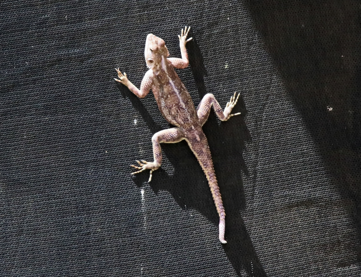 Acanthocercus atricollis,female