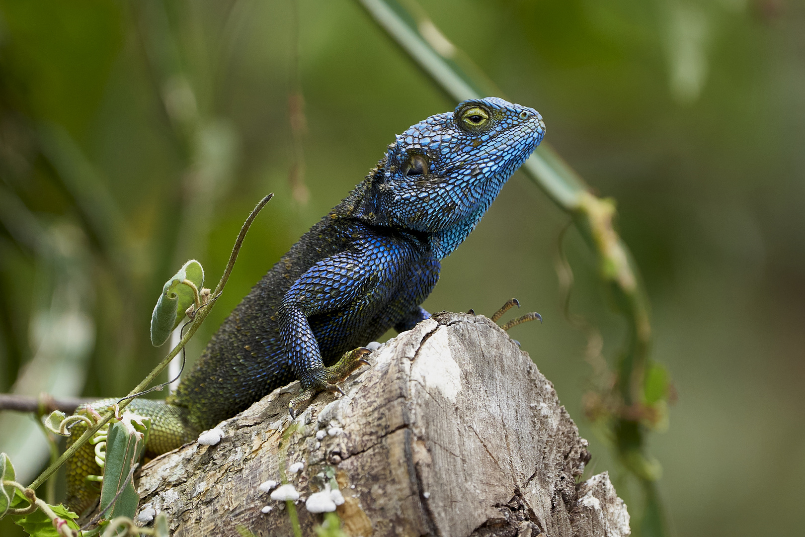 Acanthocercus ugandaensis//Blaukehlamagame