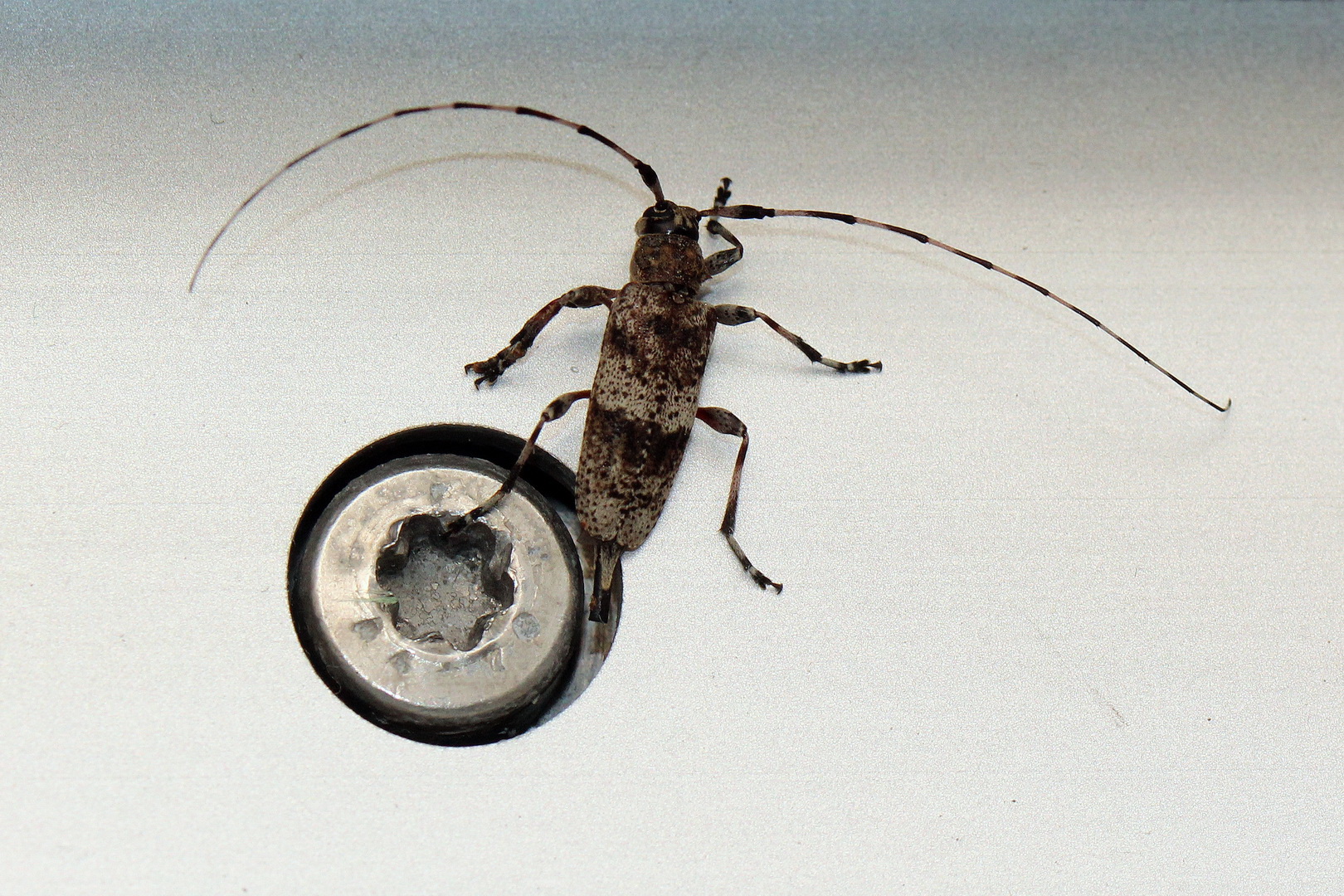 Acanthocinus griseus