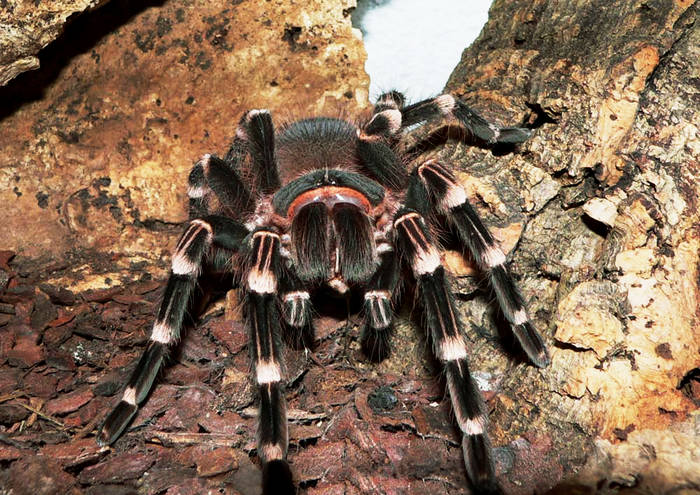 Acanthoscurria brocklehursti