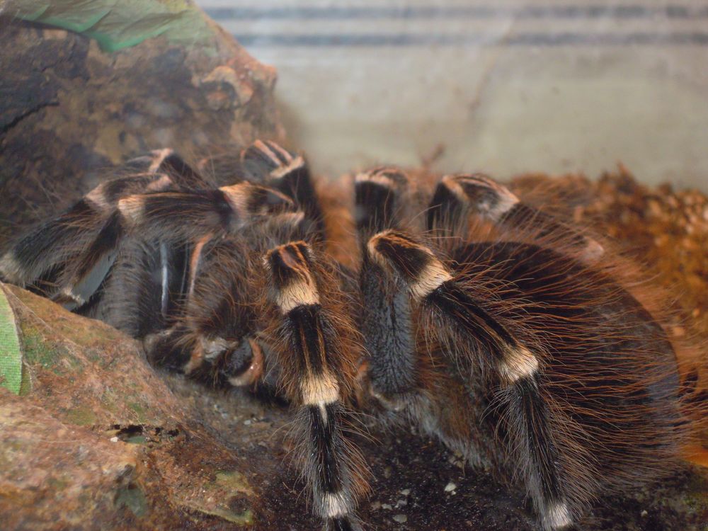 Acanthoscurria brocklehursti