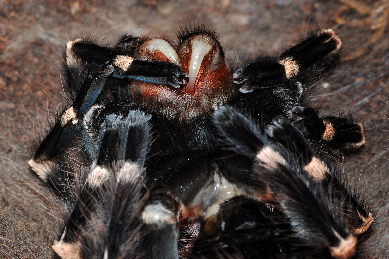 Acanthoscurria geniculata