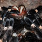 Acanthoscurria geniculata