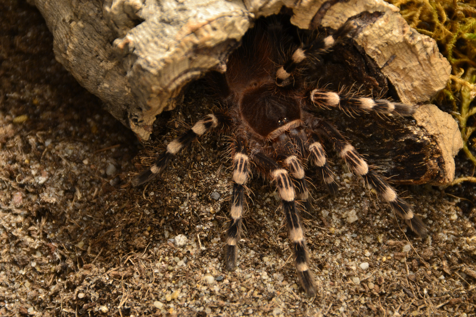 Acanthoscurria Geniculata