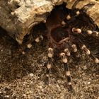 Acanthoscurria Geniculata