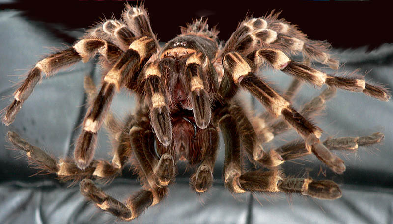 Acanthoscurria geniculata