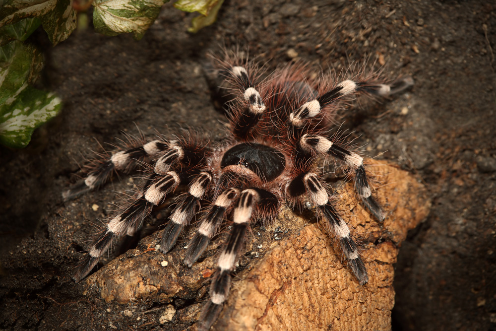 Acanthoscurria geniculata Foto & Bild tiere, haustiere, terraristik
