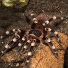 Acanthoscurria geniculata