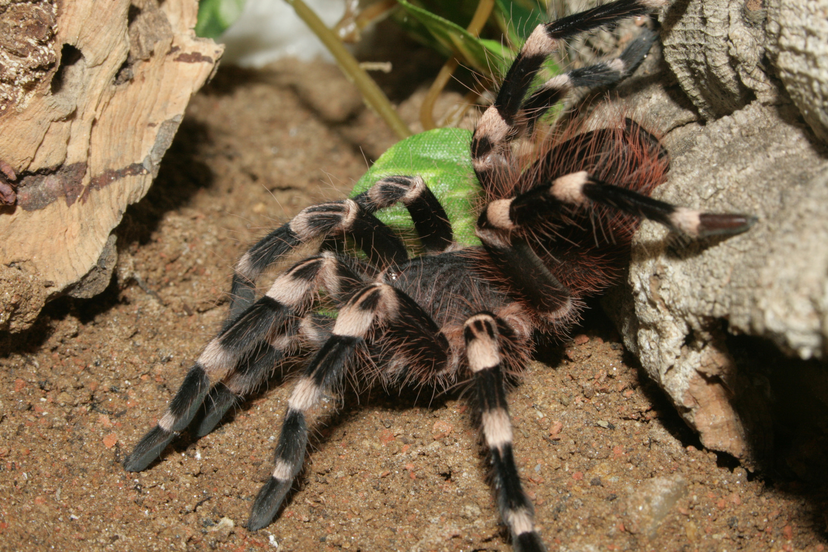 Acanthoscurria geniculata