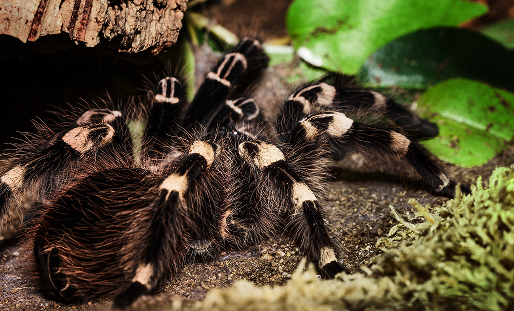 acanthoscurria geniculata