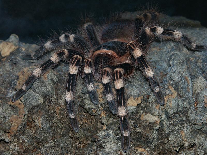 Acanthoscurria geniculata