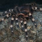 Acanthoscurria geniculata