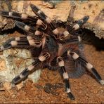 Acanthoscurria geniculata