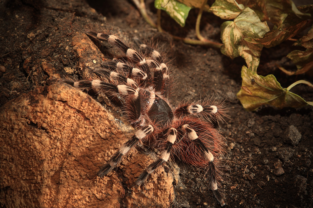 Acanthoscurria geniculata