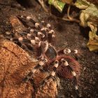 Acanthoscurria geniculata