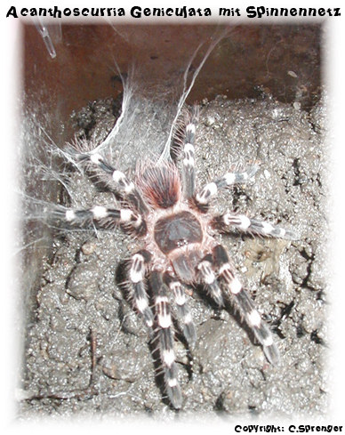 Acanthoscurria Geniculata mit Spinnennetz