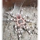 Acanthoscurria Geniculata mit Spinnennetz