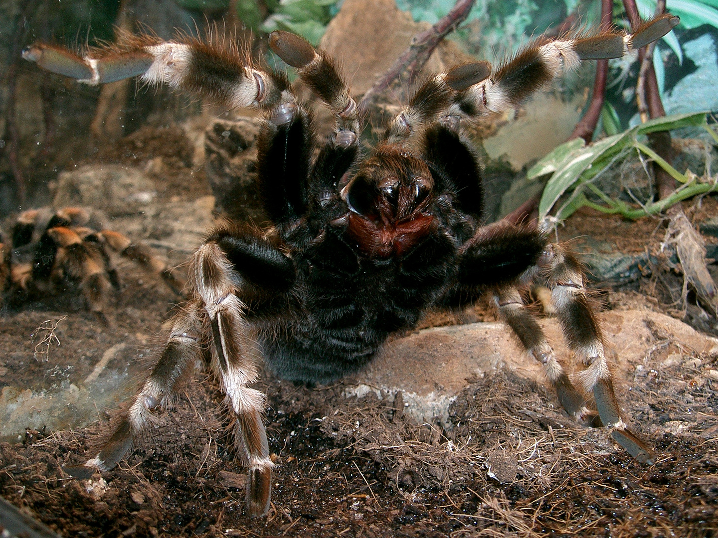 Acanthoscurria geniculata - Weißknievogelspinne