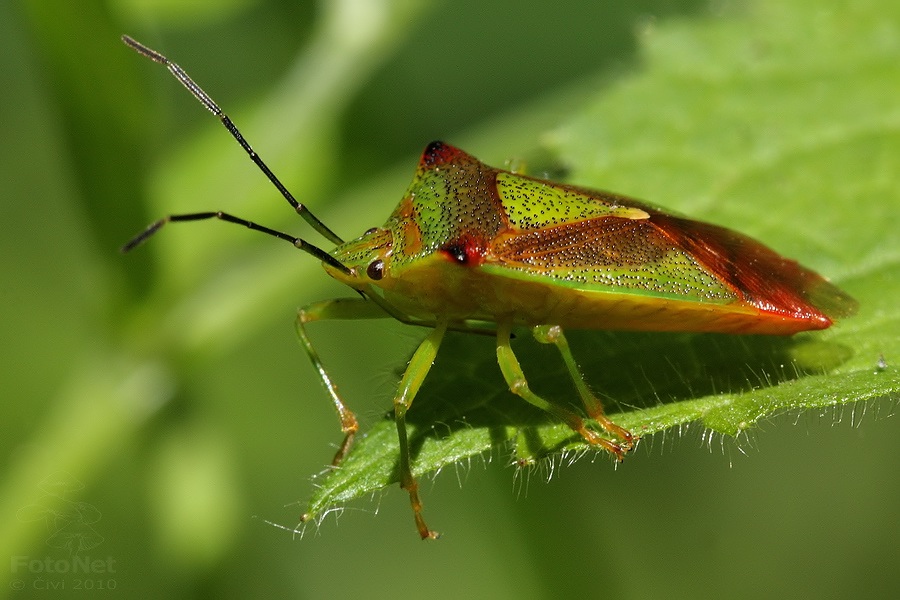 Acanthosoma haemorrhoidale - bzdocha stromova