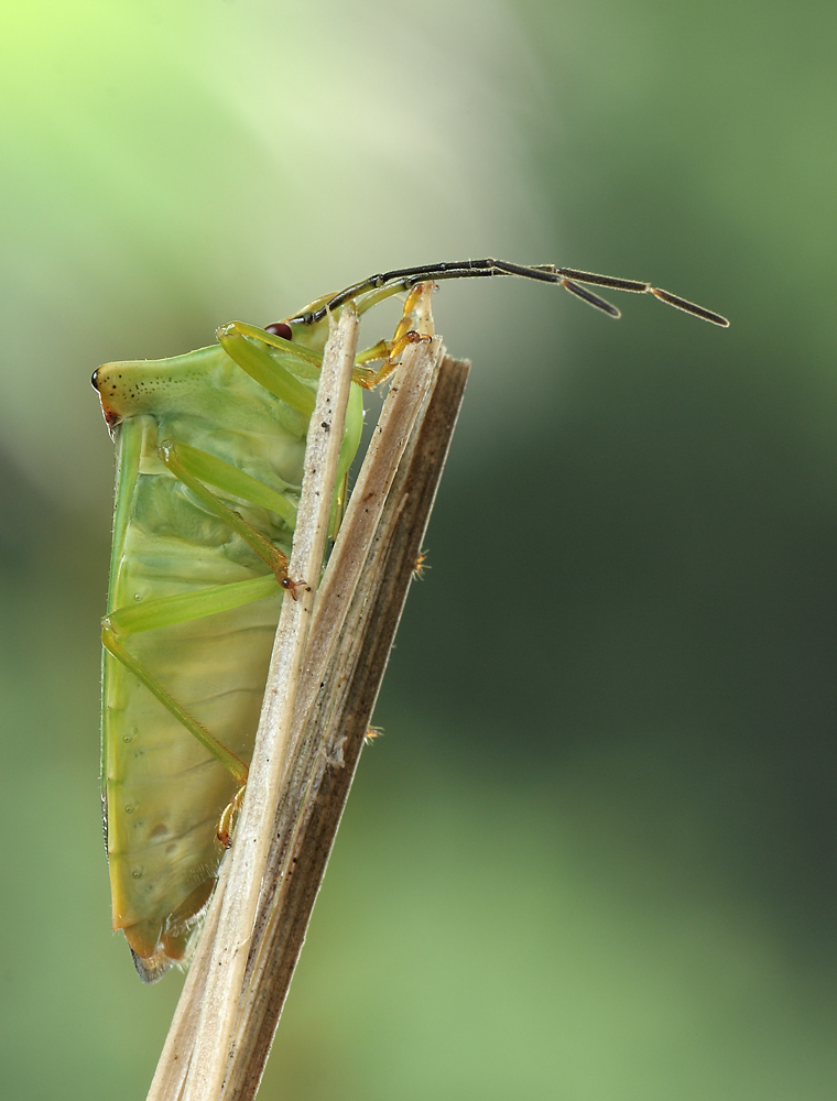 Acanthosoma haemorrhoidale