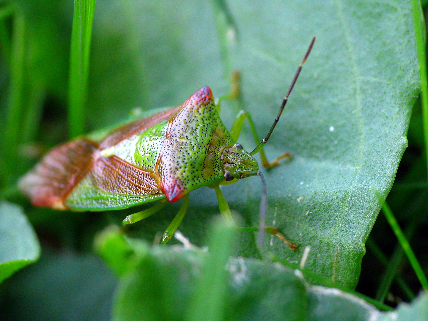 Acanthosoma haemorrhoidale