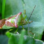 Acanthosoma haemorrhoidale