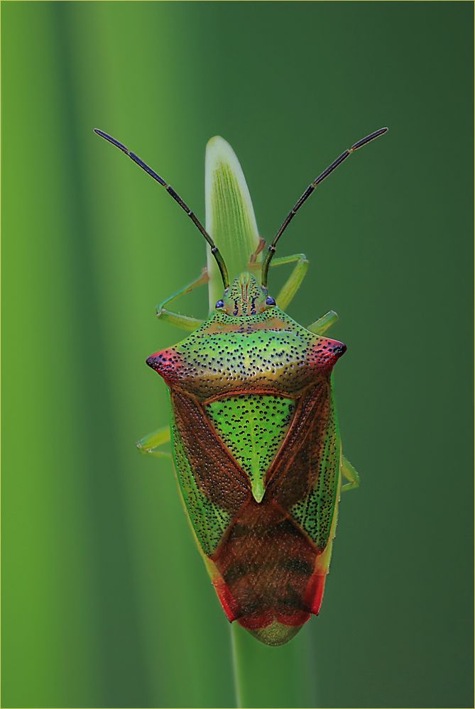 Acanthosoma haemorrhoidale Foto & Bild spezial, natur, insekten