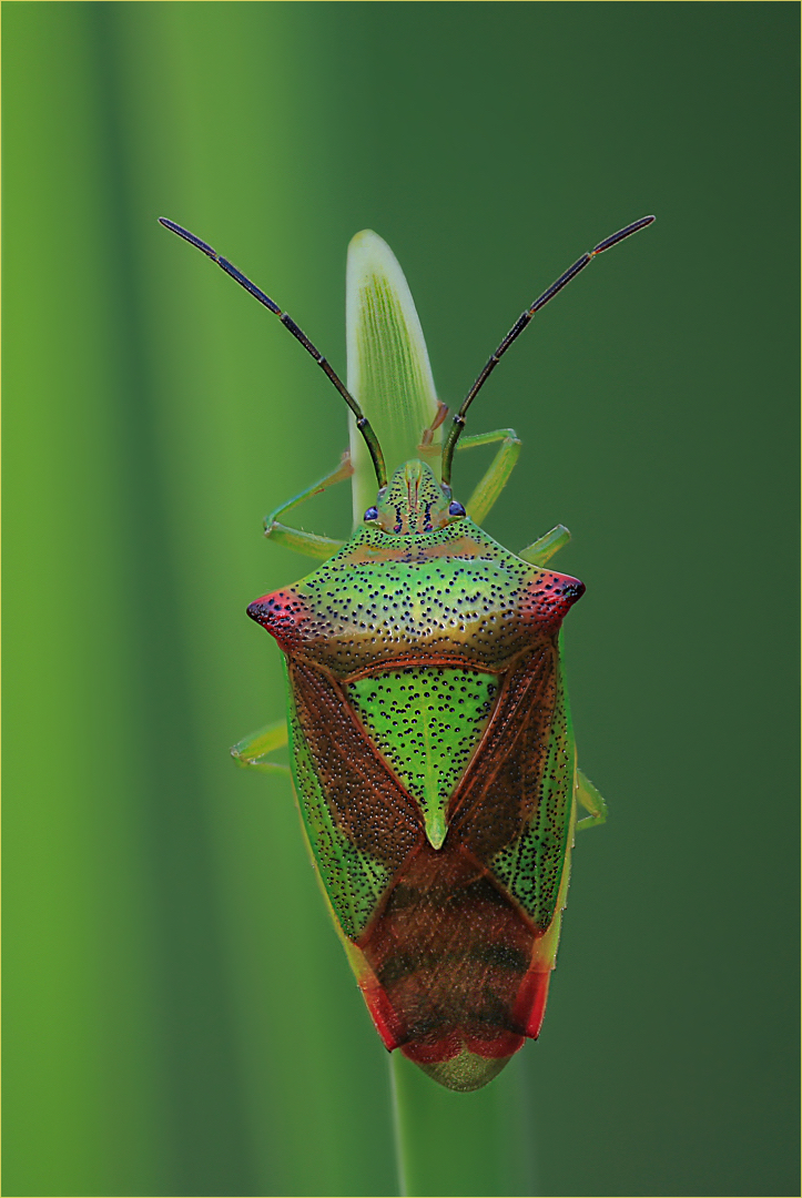 Acanthosoma haemorrhoidale