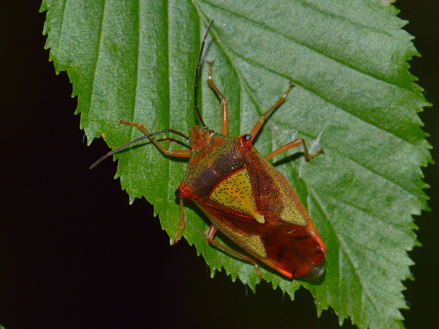 Acanthosoma haemorrhoidale, Wipfel-Stachelwanze