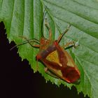 Acanthosoma haemorrhoidale, Wipfel-Stachelwanze