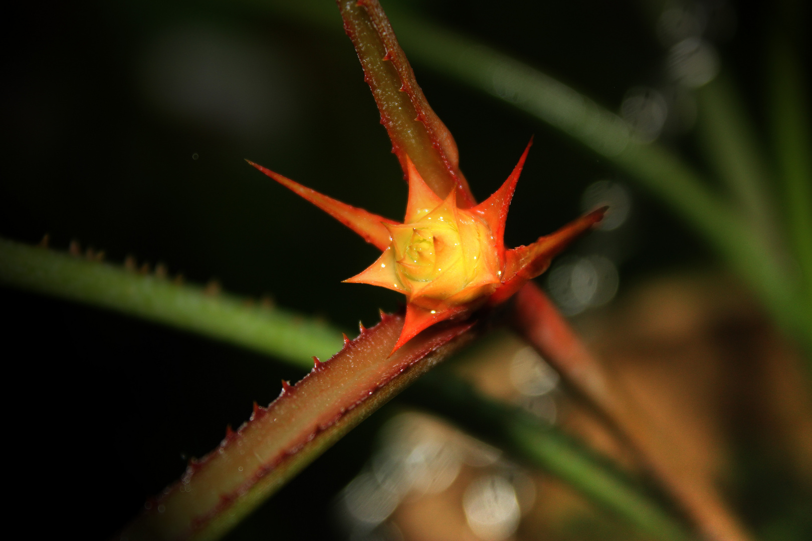 Acanthostachys strobilacea