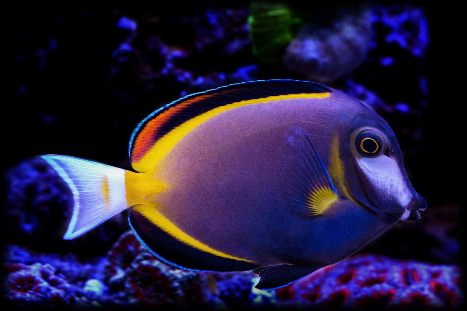 Acanthurus japonicus