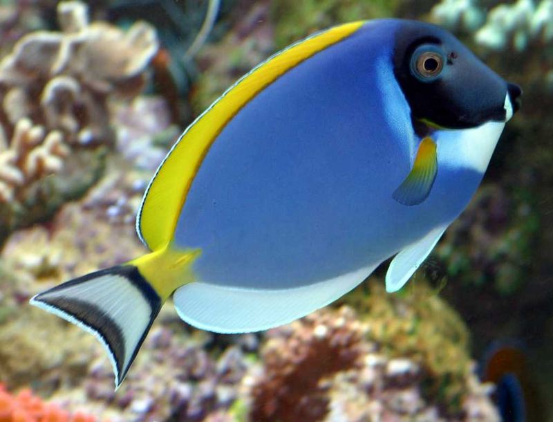 Acanthurus leucosternon Foto & Bild tiere, haustiere, aquaristik