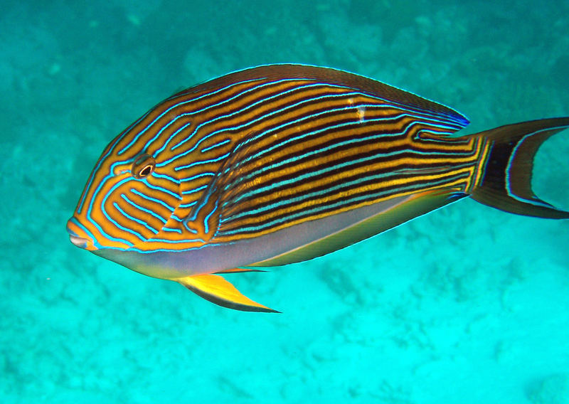 Acanthurus lineatus