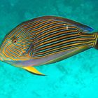 Acanthurus lineatus