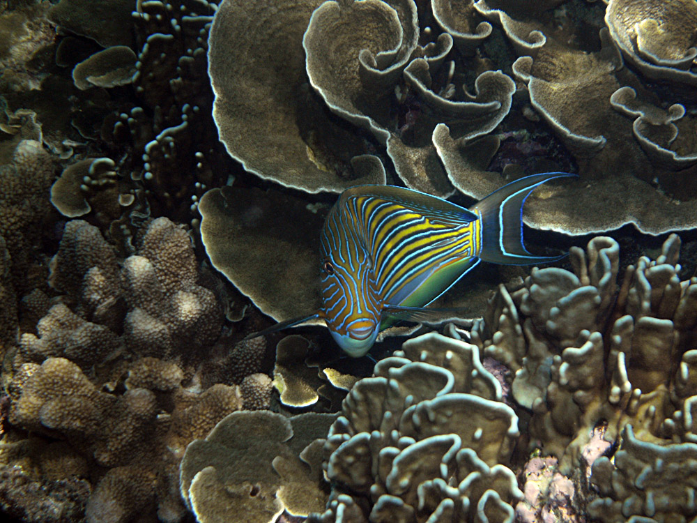 Acanthurus lineatus - Blaustreifen Doktorfisch