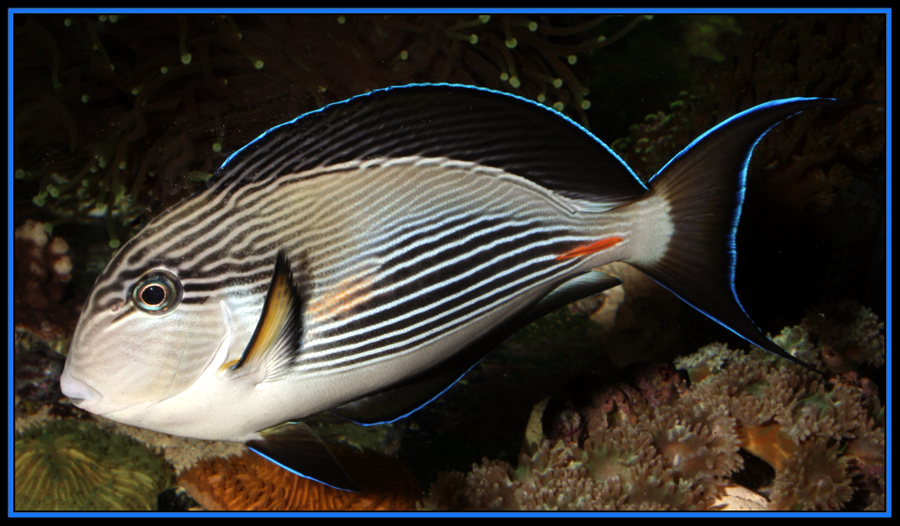 Acanthurus sohal - Arabischer-Doktorfisch