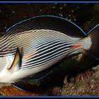 Acanthurus sohal - Arabischer-Doktorfisch