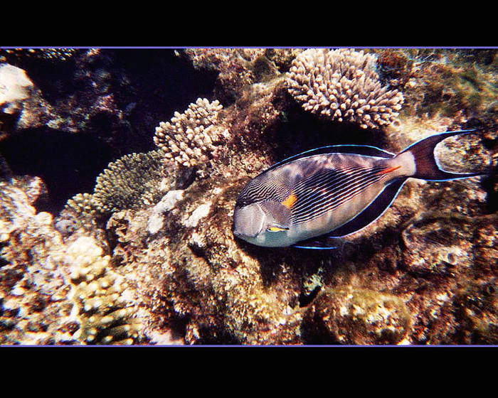 Acanthurus sohal