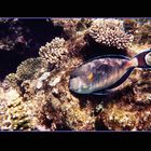 Acanthurus sohal