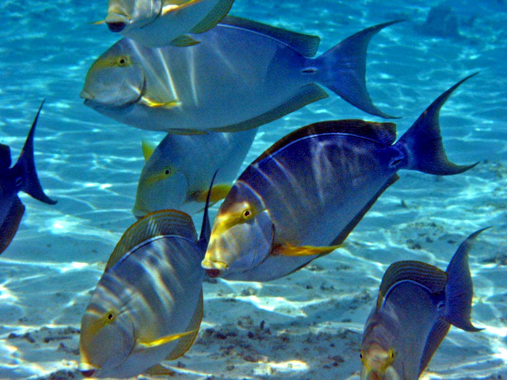 Acanthurus xanthopterus