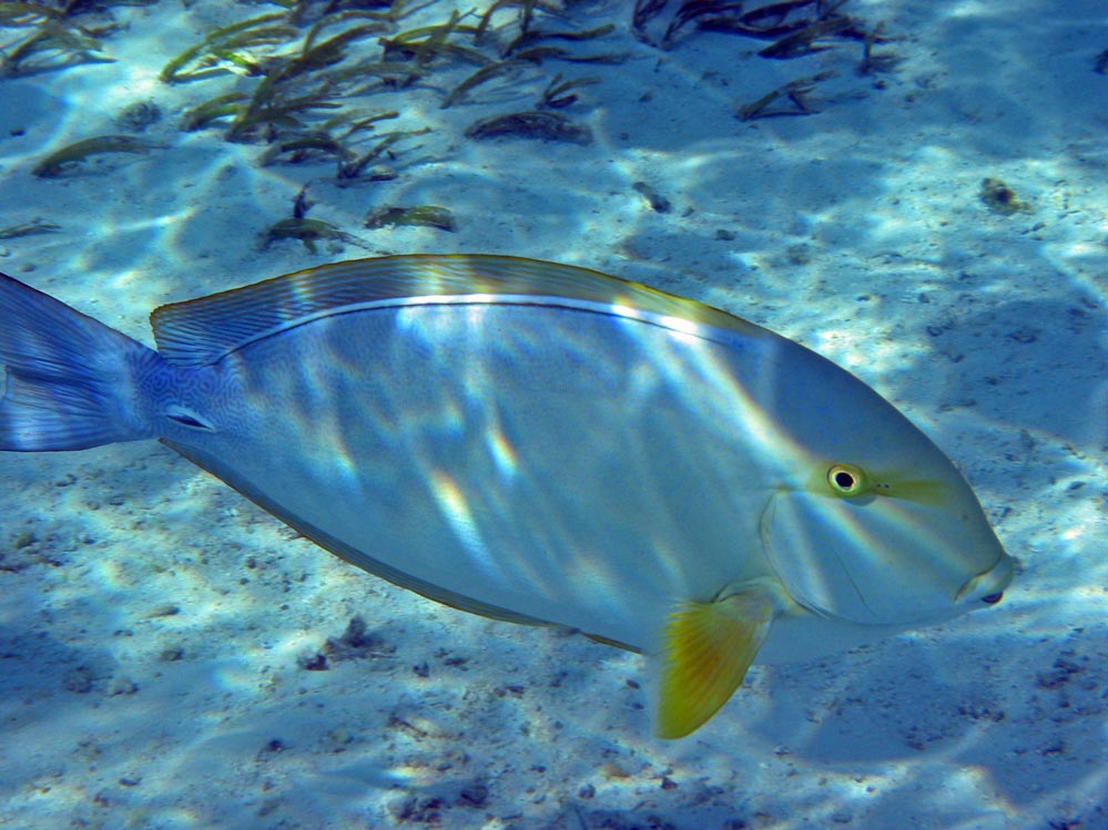 Acanthurus xanthopterus