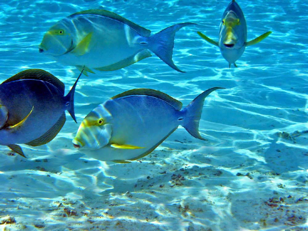 Acanthurus xanthopterus