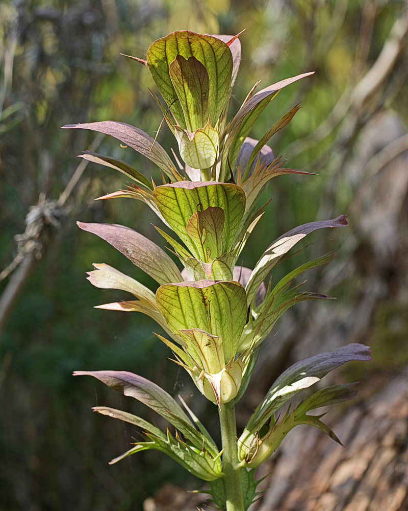 Acanthus