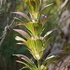 Acanthus